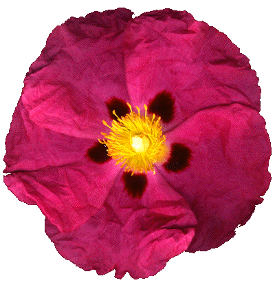 Ciste, photographie de la série Fleurs de mon jardin